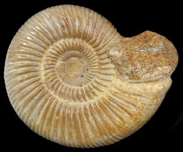 Perisphinctes Ammonite - Jurassic #46891